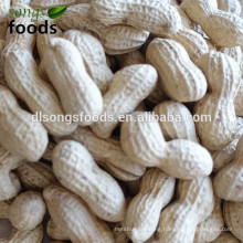Raw Groundnuts In Shell 11/13